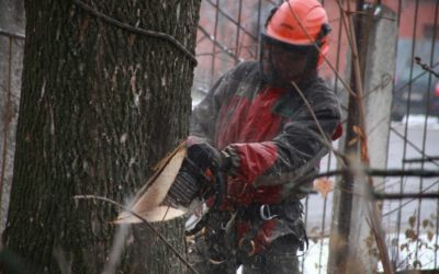 Профессиональный спил и вырубка деревьев - Курск, цены, предложения специалистов