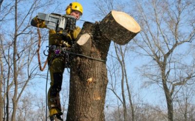Спил и вырубка деревьев - Курск, цены, предложения специалистов