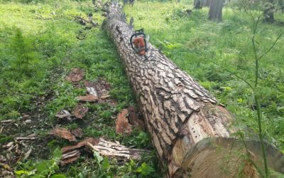 Спил и вырубка деревьев, корчевание пней - Курск, цены, предложения специалистов
