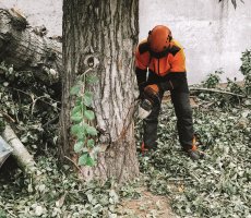 Спил и вырубка деревьев стоимость услуг и где заказать - Курск