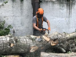 Спил и вырубка деревьев стоимость услуг и где заказать - Курск